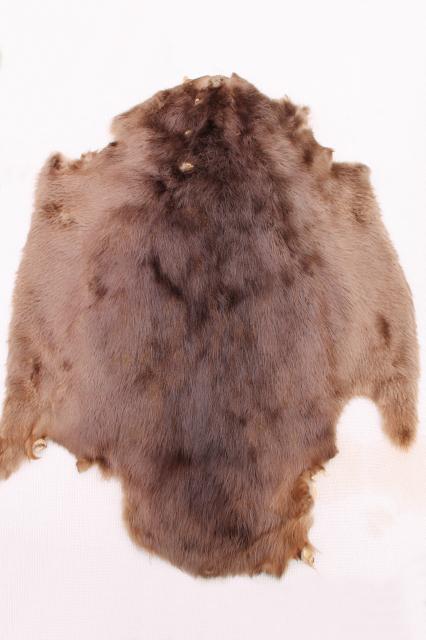vintage beaver fur pelts, 1950s furs w/ leather hides stamped Kiel Wisconsin