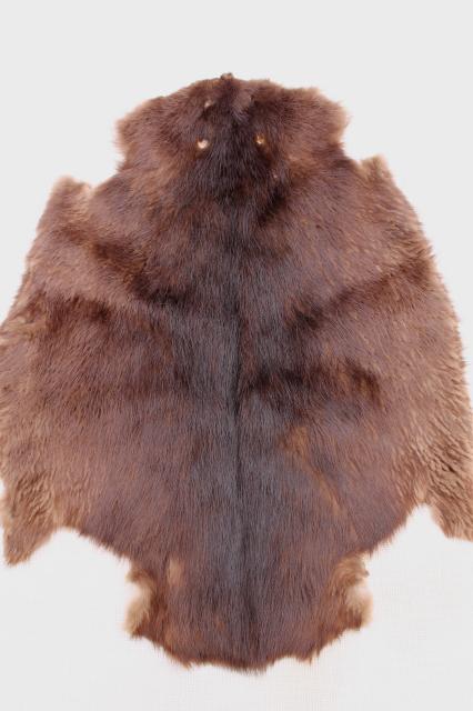 vintage beaver fur pelts, 1950s furs w/ leather hides stamped Kiel Wisconsin