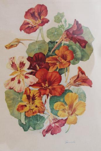 vintage botanical print, nasturtiums floral print framed in old wood frame