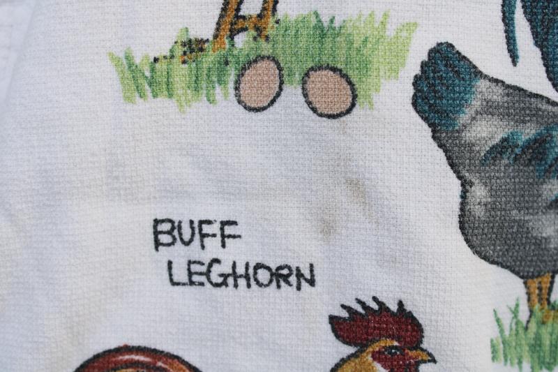 vintage kitchen towel, cotton terrycloth dishtowel w/ chickens breeds print