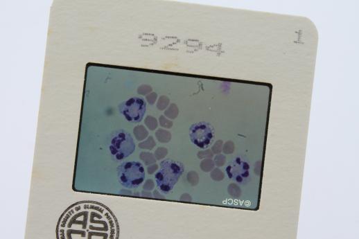 vintage medical biology slides, ASCP photos of leukocytes or white blood cells etc., lot of 120 slides