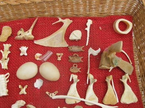 vintage natural history specimen collection, animal bones, bird eggs etc