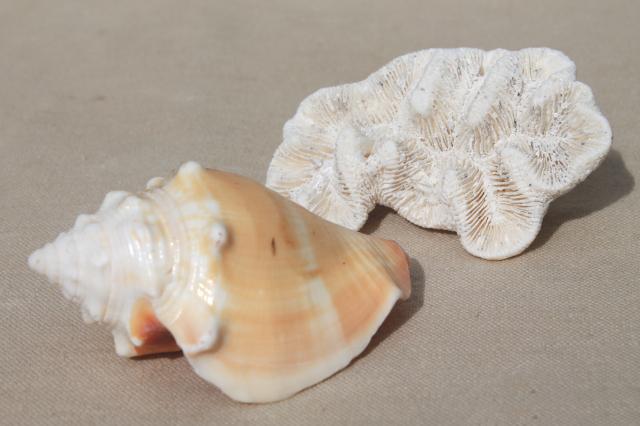 vintage seashells collection, large natural history sea shell specimens