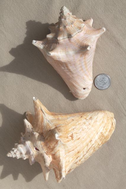 vintage seashells collection, large natural history sea shell specimens