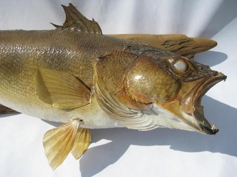 vintage taxidermy fish, 24 inch walleye trophy mount for camp cabin or lodge