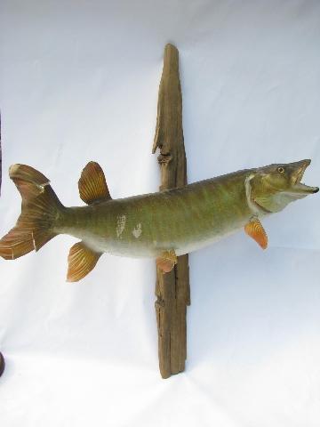 vintage taxidermy fish, 28 inch pike/muskie trophy mount for camp cabin or lodge