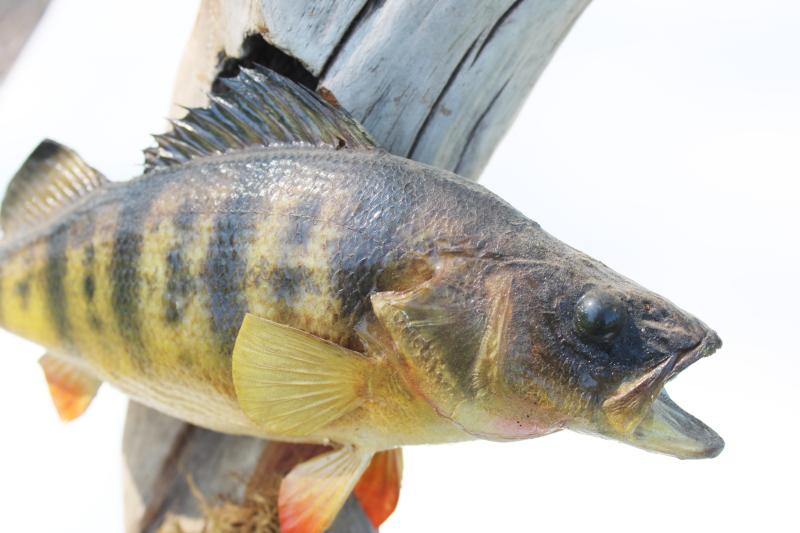 vintage taxidermy fish mount yellow perch on driftwood, fishing cabin lake camp decor