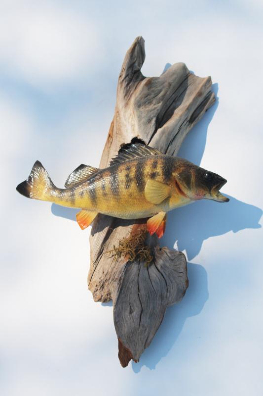 vintage taxidermy fish mount yellow perch on driftwood, fishing cabin lake camp decor