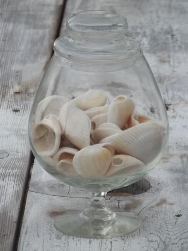 photo of glass apothecary jar full of natural weathered seashells, sea shell lot #1