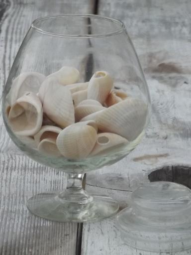 photo of glass apothecary jar full of natural weathered seashells, sea shell lot #2