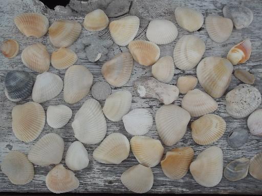 photo of glass apothecary jar full of natural weathered seashells, sea shell lot #3