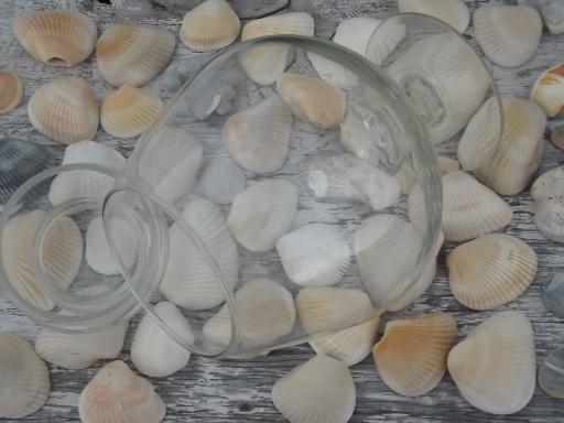 photo of glass apothecary jar full of natural weathered seashells, sea shell lot #5