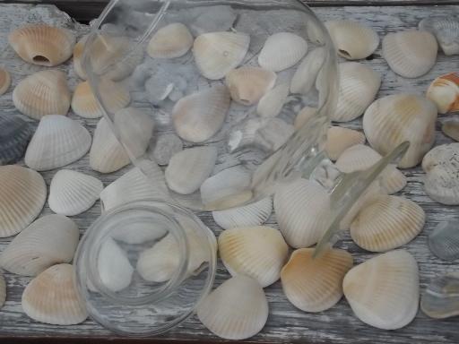 photo of glass apothecary jar full of natural weathered seashells, sea shell lot #6