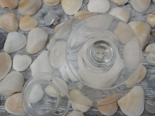 photo of glass apothecary jar full of natural weathered seashells, sea shell lot #7