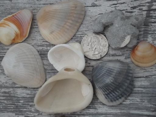 photo of glass apothecary jar full of natural weathered seashells, sea shell lot #8