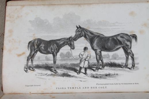 photo of 1860s vintage guide to the horse, illustrated textbook for breeder or fancier, antique natural history book #3