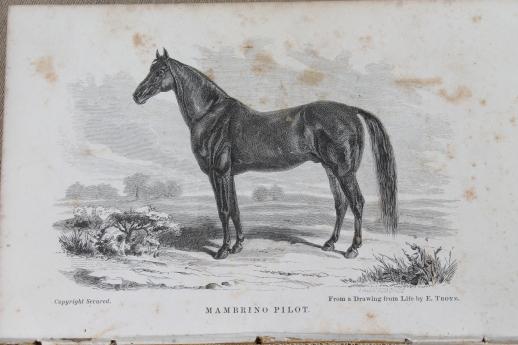 photo of 1860s vintage guide to the horse, illustrated textbook for breeder or fancier, antique natural history book #5