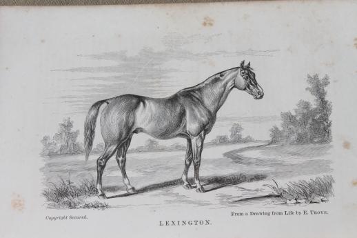 photo of 1860s vintage guide to the horse, illustrated textbook for breeder or fancier, antique natural history book #6