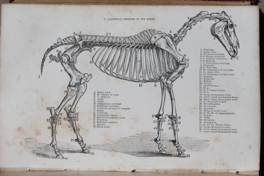 photo of 1860s vintage guide to the horse, illustrated textbook for breeder or fancier, antique natural history book #7