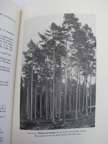 photo of 1920s Handbook of Coniferae and Ginkgoaceae vintage tree botany text book #2