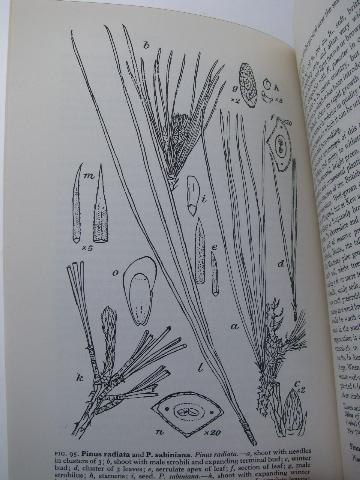 photo of 1920s Handbook of Coniferae and Ginkgoaceae vintage tree botany text book #3