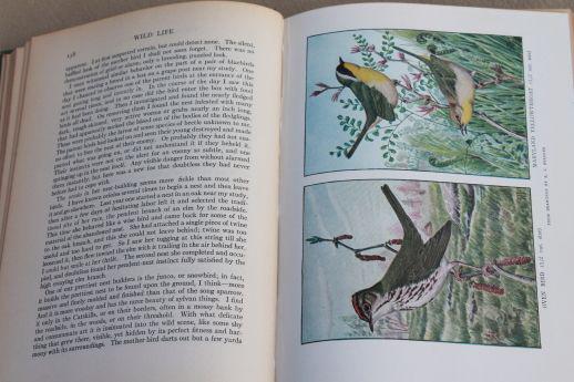 photo of 1920s vintage natural history book w/ color illustrated plates, birds, animals, botany #3