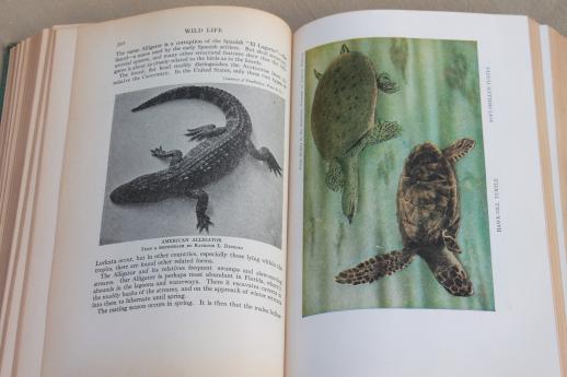 photo of 1920s vintage natural history book w/ color illustrated plates, birds, animals, botany #8