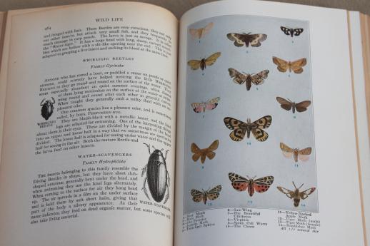 photo of 1920s vintage natural history book w/ color illustrated plates, birds, animals, botany #9