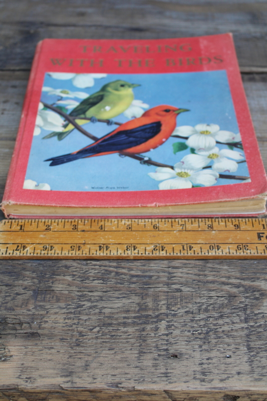 photo of 1930s vintage book 10 x 12 bird prints, Walter Alois Weber art illustrations Traveling With The Birds  #3