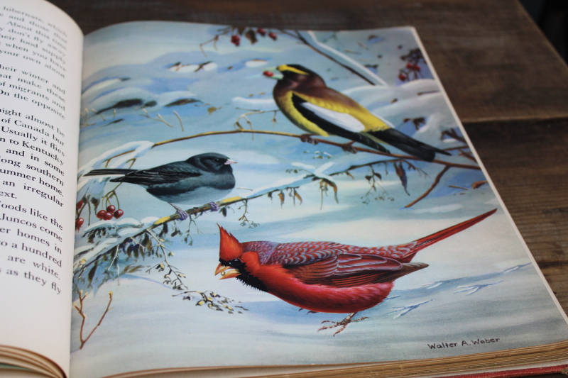 photo of 1930s vintage book 10 x 12 bird prints, Walter Alois Weber art illustrations Traveling With The Birds  #8