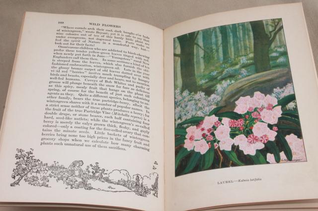 photo of 1930s vintage natural history books w/ color plates, butterflies, trees, flower illustrations #5