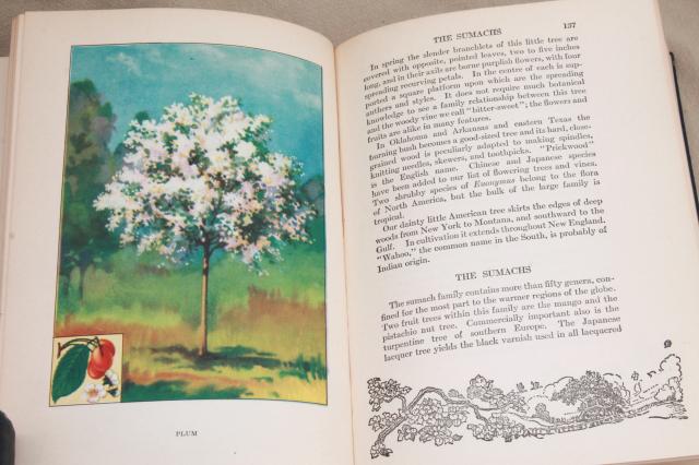 photo of 1930s vintage natural history books w/ color plates, butterflies, trees, flower illustrations #13