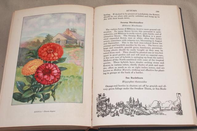 photo of 1930s vintage natural history books w/ color plates, butterflies, trees, flower illustrations #16