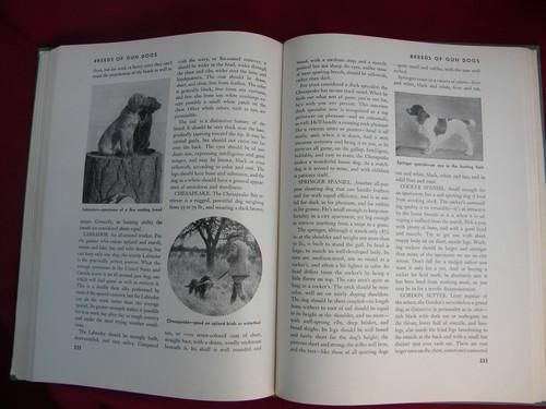 photo of 1940s illustrated Outdoor Life Cyclopedia dog training, fishing etc. #4