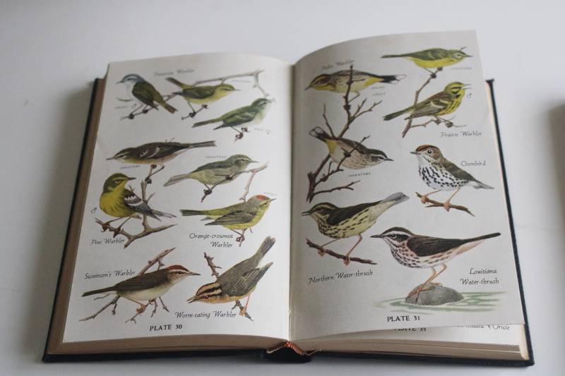 photo of 1940s vintage field guides Audubon Land Birds Eastern Bird books, illustrations and color plates  #8