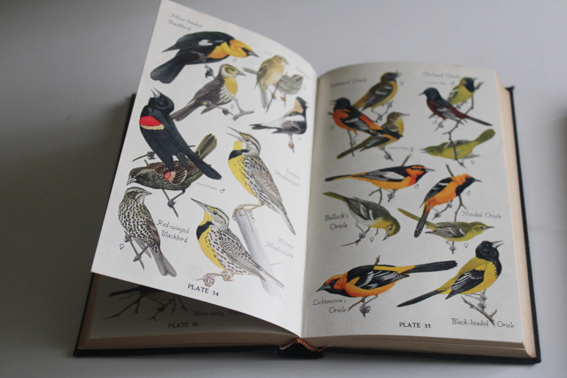 photo of 1940s vintage field guides Audubon Land Birds Eastern Bird books, illustrations and color plates  #9