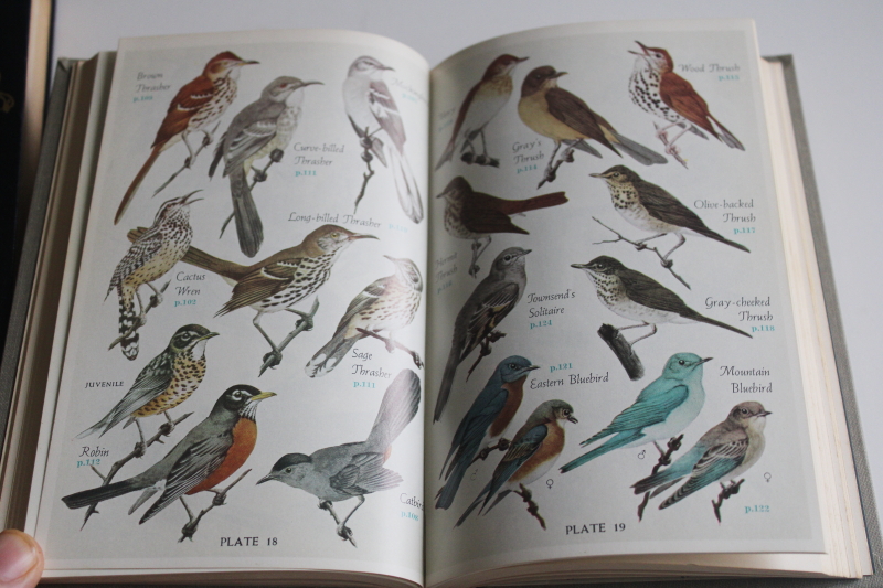 photo of 1940s vintage field guides Audubon Land Birds Eastern Bird books, illustrations and color plates  #12