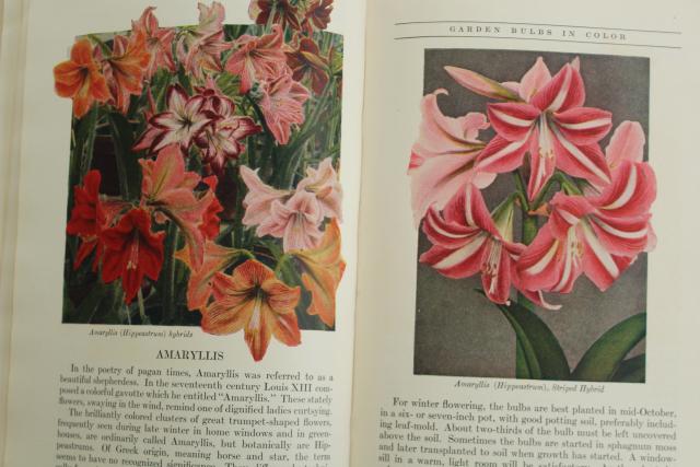 photo of 1940s vintage illustrated gardening book, flower bulbs colored garden photo plates #3