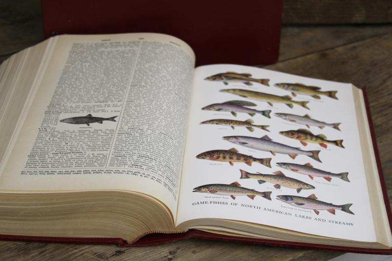 photo of 1940s vintage two volume dictionary, big books w/ old red & gold covers #10