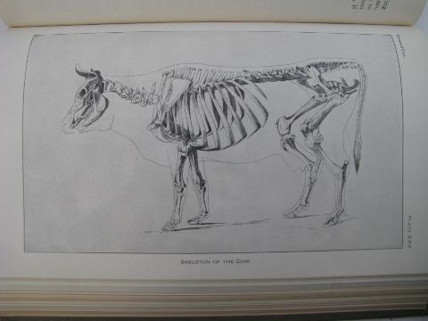 photo of 1942 Dept of Ag farm text book, Diseases of Cattle, w/color anatomical plates #3