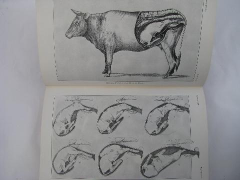 photo of 1942 Dept of Ag farm text book, Diseases of Cattle, w/color anatomical plates #4