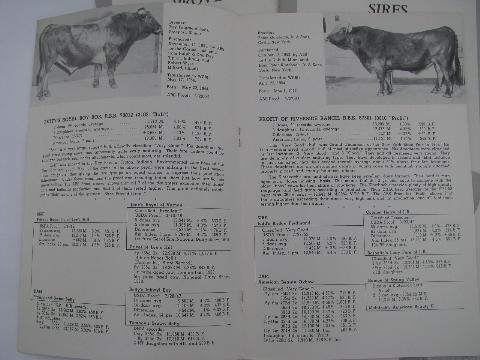 photo of 1950s vintage Brown Swiss sire pedigree catalogs, early AI breeding bulls, ABS #3