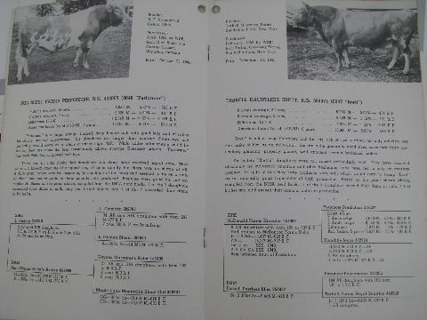 photo of 1950s vintage Guernsey sire pedigree catalogs, early AI breeding bulls, ABS #2