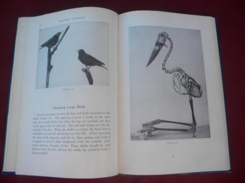 photo of 1950s vintage Practical Taxidermy, lots of illustrations, formulas #1