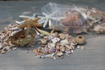 1960s vintage Florida beach collected seashells, souvenir shop starfish puffer fish