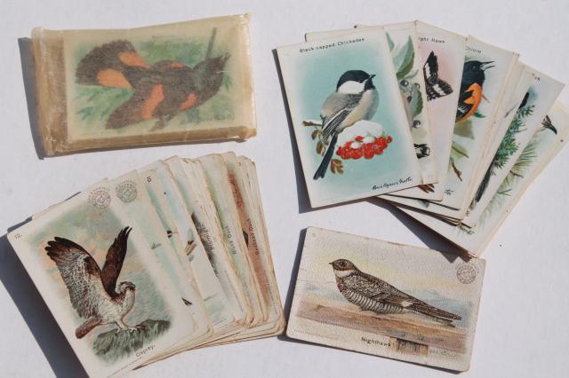 photo of 50+ antique vintage Church & Dwight advertising trade cards, bird prints lot #1