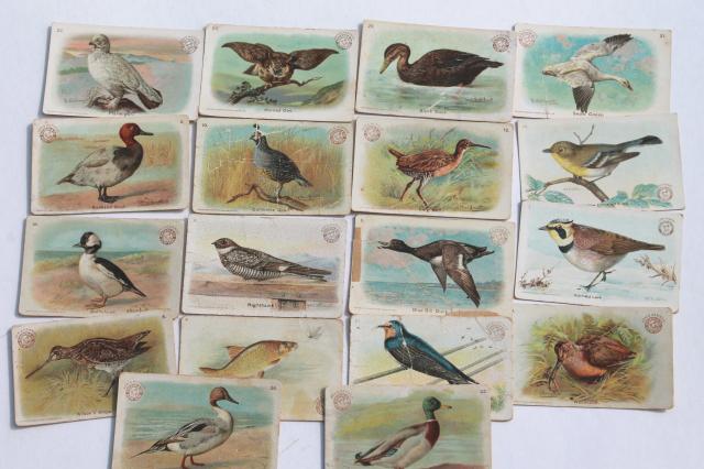 photo of 50+ antique vintage Church & Dwight advertising trade cards, bird prints lot #3