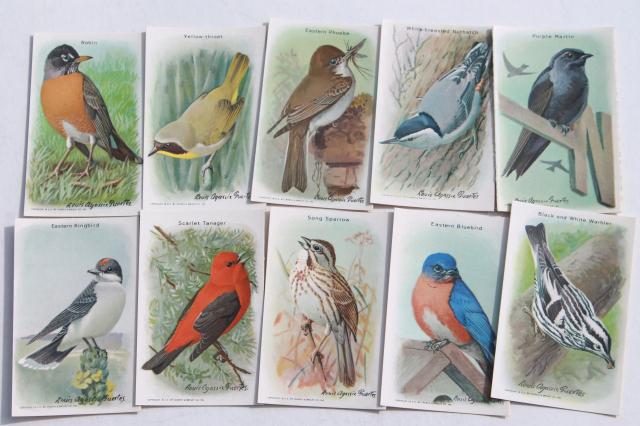 photo of 50+ antique vintage Church & Dwight advertising trade cards, bird prints lot #8