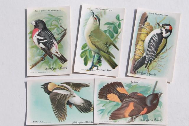 photo of 50+ antique vintage Church & Dwight advertising trade cards, bird prints lot #11