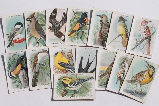 photo of 50+ antique vintage Church & Dwight advertising trade cards, bird prints lot #12